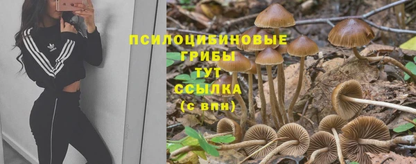 хмурый Аркадак